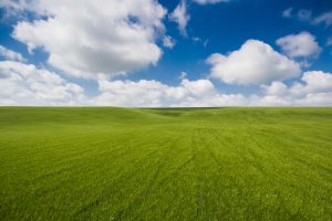 Unbelievably Clean Photo of Wheat Field with Clouds