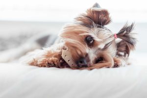 Yorkshire Terrier Eating Treats in Bed