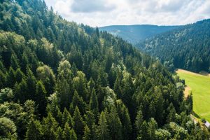 Pure Nature: Above Green Forest on the Hill