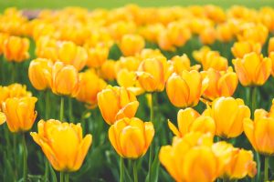 Meadow of Blooming Yellow Tulips