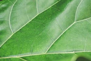 Green Leaf Structure Background Close Up