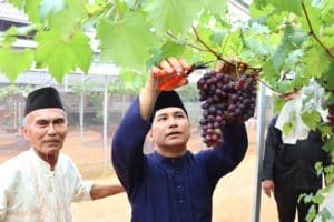 Kebun Anggur di Bintan Berpotensi Dikembangkan Jadi Destinasi Ekowisata