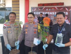 Tanam Ganja di Bintan, Polisi Amankan Warga Tanjungpinang