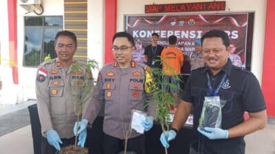 Tanam Ganja di Bintan, Polisi Amankan Warga Tanjungpinang