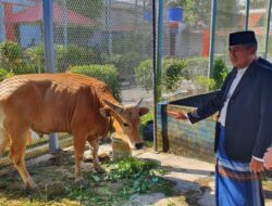 Kalapas Edi Salurkan Sapi dan Kambing Kurban