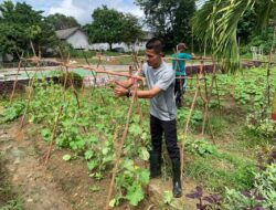 Sarana Latihan Napi, Lapas Narkotika Tanjungpinang Tanam Bibit Melon Madu di Kebun