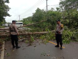 Pohon Tumbang Ganggu Akses Jalan, Polisi dan Warga Bersihkan Bersama