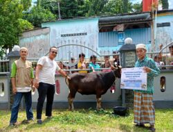 Idul Adha 2024, Pelindo Salurkan 201 Ekor Sapi Kurban