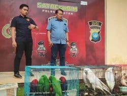 Bakal Dijual Rp 500 Juta, Pelaku Penyelundupan 29 Ekor Burung Dilindungi Ditangkap Polisi