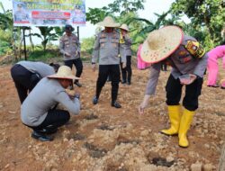 Dukung Program Ketahanan Pangan, Polres Bintan Tanam 2000 Bibit Jagung