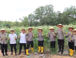 Dukung Ketahanan Pangan, Polres Bintan Panen Jagung Manis